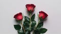 Isolated red roses against a clean white background for versatility Royalty Free Stock Photo