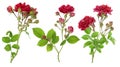 Isolated red roses branches set Royalty Free Stock Photo