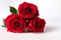 Isolated red roses on white background Royalty Free Stock Photo