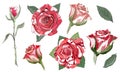 Isolated red roses on a white background. Vector vintage floral elements. Royalty Free Stock Photo