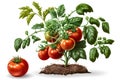 Isolated Red Tomato Plant With Leaves And Arable Soil - Generative AI Royalty Free Stock Photo