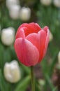 Isolated red tulip with blurred white tulips in background Royalty Free Stock Photo