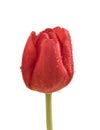 Isolated red tulip with water droplets Royalty Free Stock Photo
