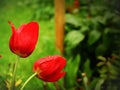 Isolated red tulips with rain drops, in garden with beautiful green background Royalty Free Stock Photo