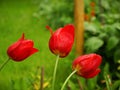 Isolated red tulips with rain drops, in garden with beautiful green background Royalty Free Stock Photo