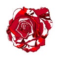 Isolated Red-white rose on a white background.