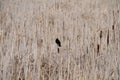 An isolated red wing blackbird perched on a bullrush