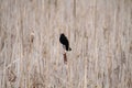 An isolated red wing blackbird perched on a bullrush