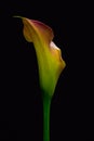 Fine art isolated red yellow green calla blossom on black background