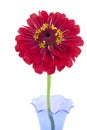 Isolated red Zinnia