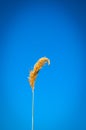 isolated reed under a blu sky Royalty Free Stock Photo