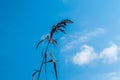 isolated reed under a blu sky Royalty Free Stock Photo