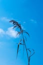 isolated reed under a blu sky Royalty Free Stock Photo
