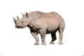 Isolated rhinoceros