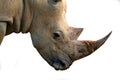 Isolated rhinoceros head