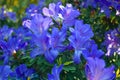 Flowering purple azaleas in the winter garden.