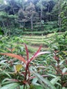 isolated rice fields in a village in Java