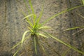 Isolated rice plant taken from a top view