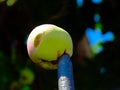 isolated ripe bruised apple fallen and stuck on top of sharp iron fence spike