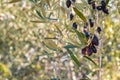 Isolated ripe Calamata olives growing on olive tree with blurred background Royalty Free Stock Photo