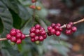 Isolated ripe coffee berries in tree branch Royalty Free Stock Photo