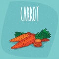 Isolated ripe root vegetables carrot whole and cut