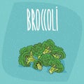 Isolated ripe vegetables broccoli stalks