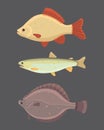 Isolated river fish. Set of freshwater sea cartoon fishes.