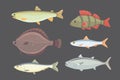 Isolated river fish. Set of freshwater sea cartoon fishes. Fauna ocean vector illustration Royalty Free Stock Photo