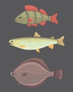 Isolated river fish. Set of freshwater sea cartoon fishes. Fauna ocean vector illustration Royalty Free Stock Photo