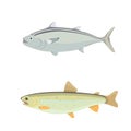 Isolated river fish. Set of freshwater sea cartoon fishes. Fauna ocean vector illustration Royalty Free Stock Photo