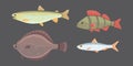 Isolated river fish. Set of freshwater sea cartoon fishes. Fauna ocean vector illustration Royalty Free Stock Photo