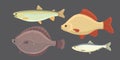 Isolated river fish. Set of freshwater sea cartoon fishes. Fauna ocean vector illustration