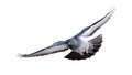 Isolated rock dove flight