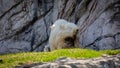Isolated rocky mountain goat kid and mother Royalty Free Stock Photo