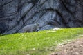 Isolated rocky mountain goat kid Royalty Free Stock Photo