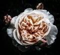 Isolated romantic sepia rose