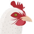 Isolated rooster head. Farm animal Royalty Free Stock Photo