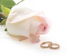 Isolated rose and wedding rings Royalty Free Stock Photo