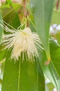 Isolated Roseapple Blossom