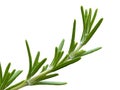 Isolated rosemary herb