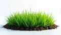 Isolated round patch of vibrant green grass, soil base, on white background. Short blades. Minimalist composition, studio Royalty Free Stock Photo