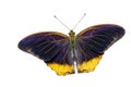 Isolated the royal assyrian butterfly Royalty Free Stock Photo