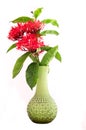 Isolated rubiaceae in green vase Royalty Free Stock Photo