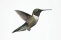 Isolated Ruby-throated Hummingbird Royalty Free Stock Photo