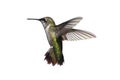 Isolated Ruby-throated Hummingbird Royalty Free Stock Photo