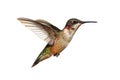 Isolated Ruby-throated Hummingbird Royalty Free Stock Photo