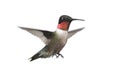 Isolated Ruby-throated Hummingbird Royalty Free Stock Photo
