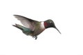 Isolated Ruby-throated Hummingbird Royalty Free Stock Photo