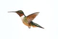 Isolated Ruby-throated Hummingbird